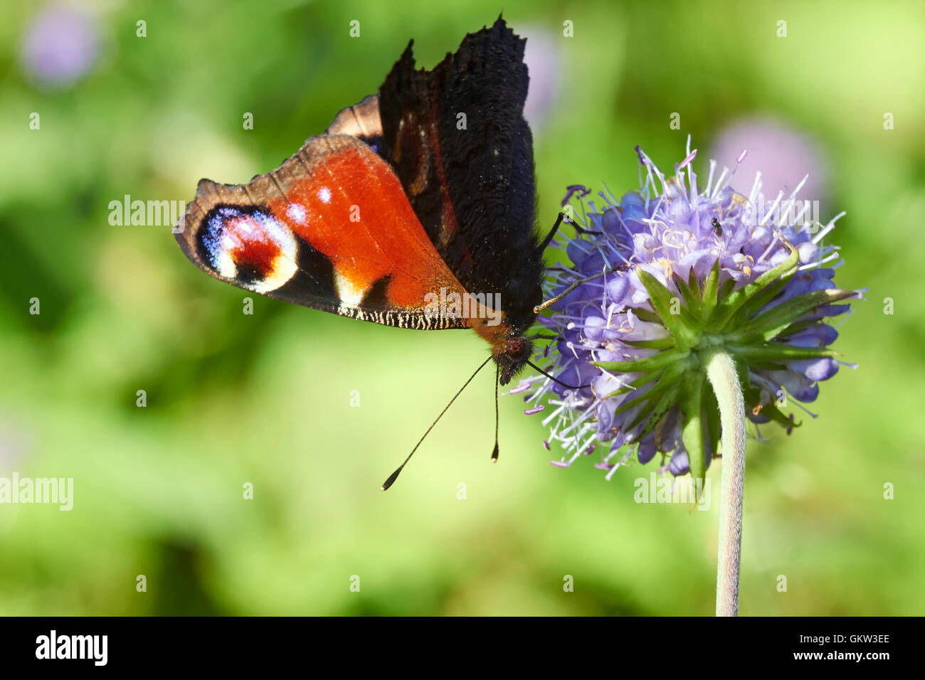 Aglais io, Europeo farfalla pavone Foto Stock