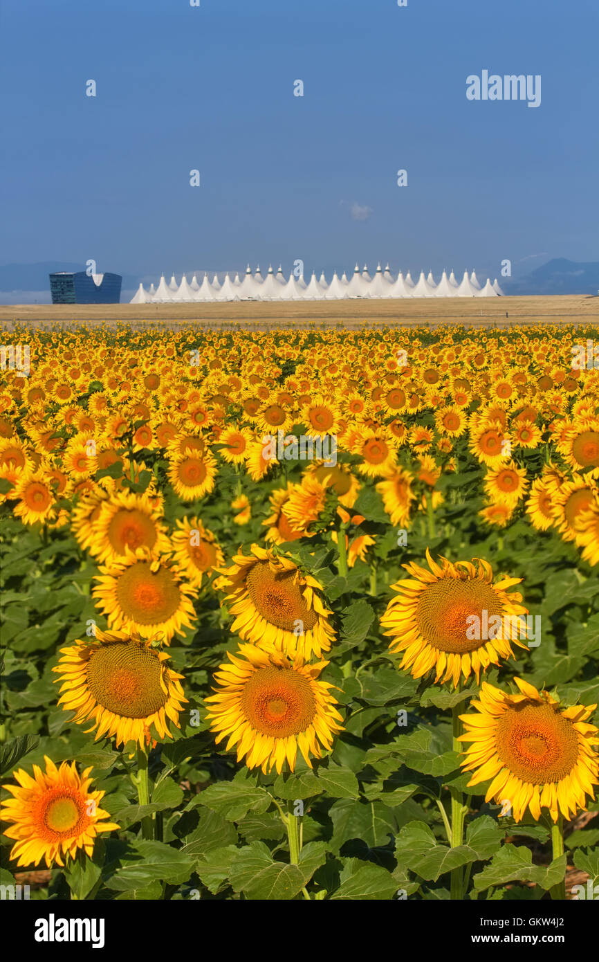 Ogni anno i campi di girasoli crescono a est di DIA o all'Aeroporto Internazionale di Denver Foto Stock
