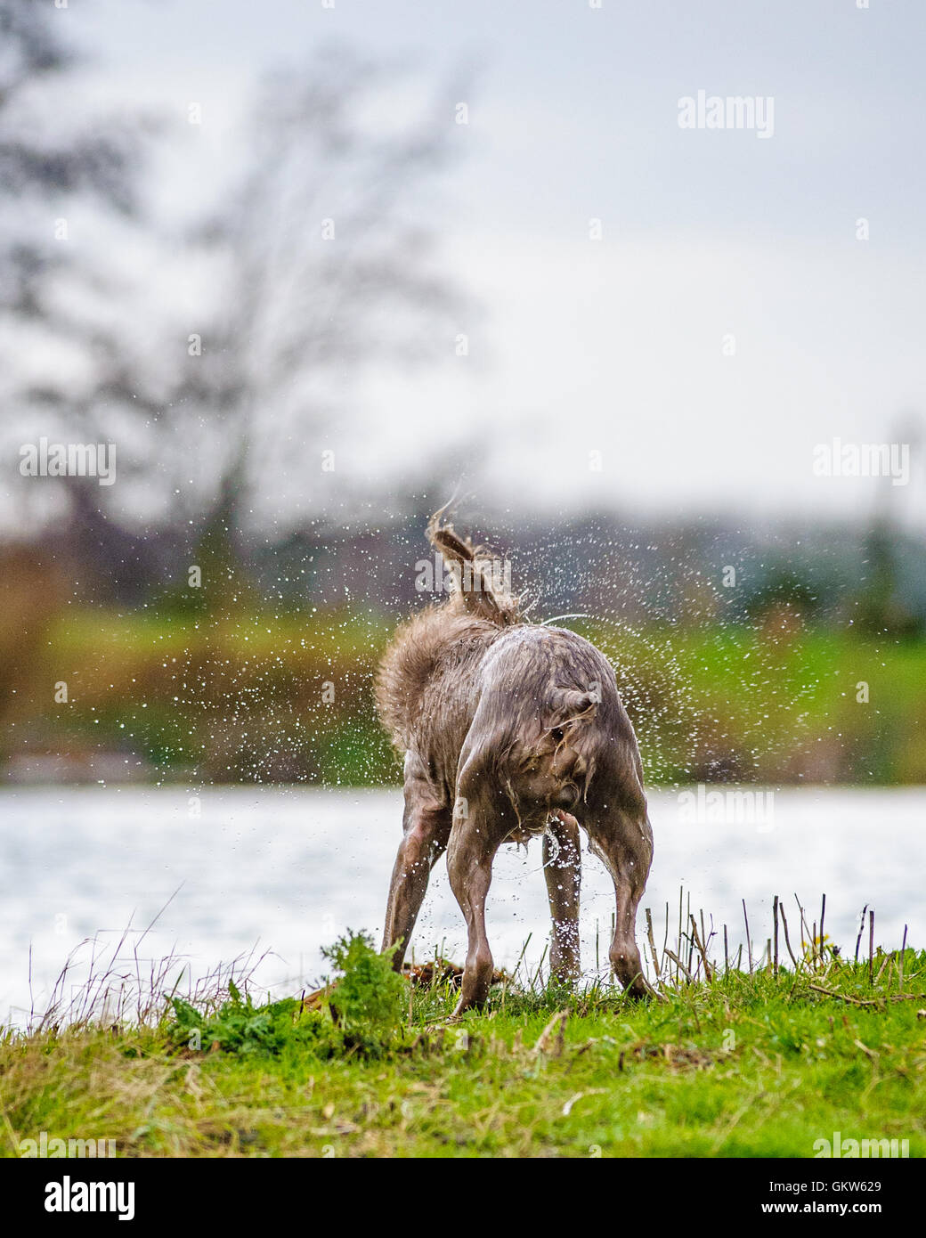 Un cane - slovacco dal pelo ruvido puntatore - stesso di scuotimento asciutte dopo la fuoriuscita di un nuotare lungo il fiume Foto Stock