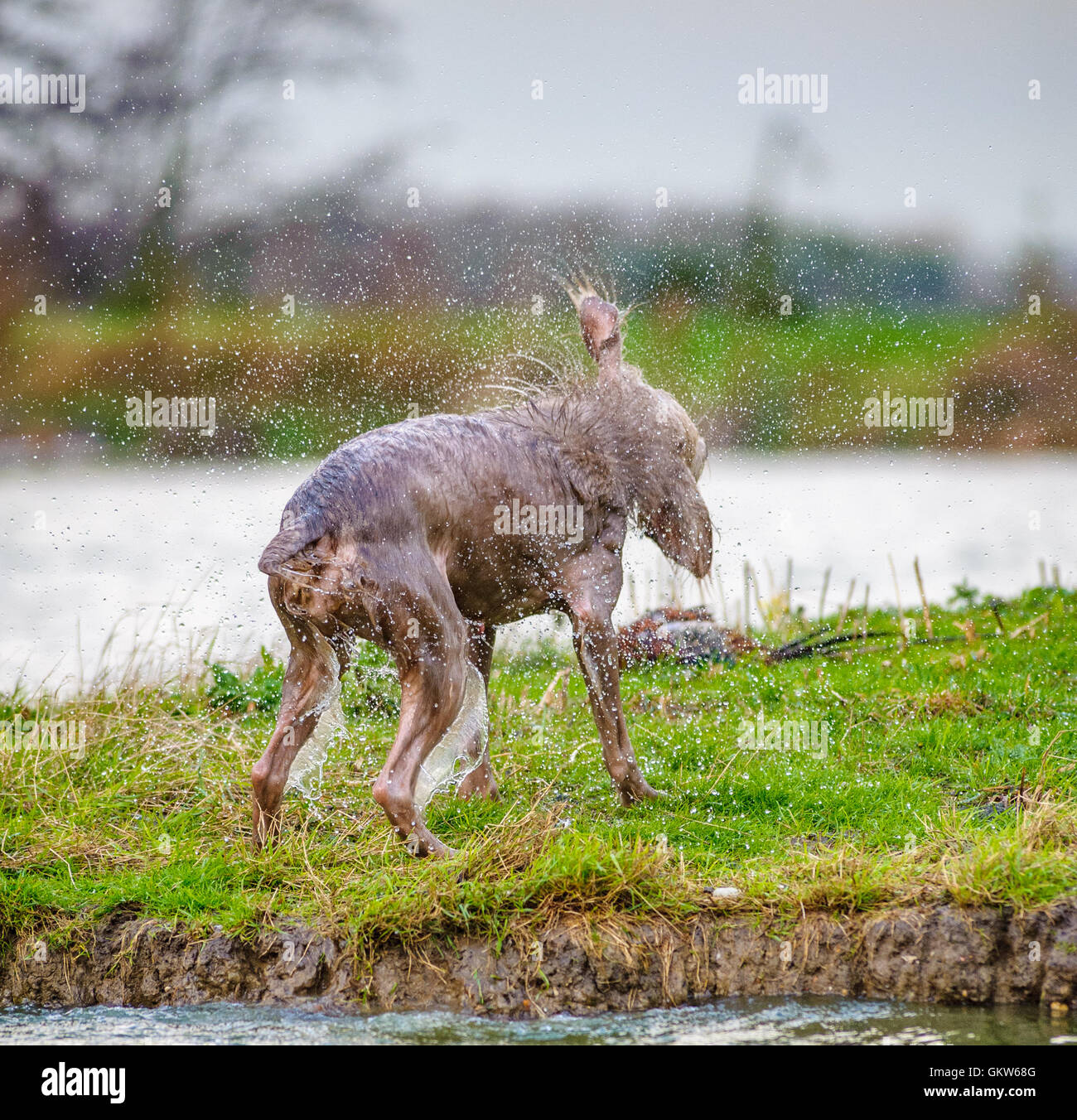 Un cane - slovacco dal pelo ruvido puntatore - stesso di scuotimento asciutte dopo la fuoriuscita di un nuotare lungo il fiume Foto Stock