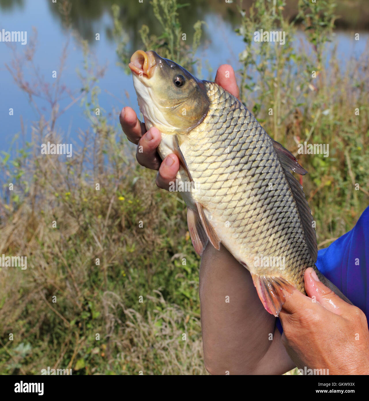 Carpa in mano del pescatore Foto Stock