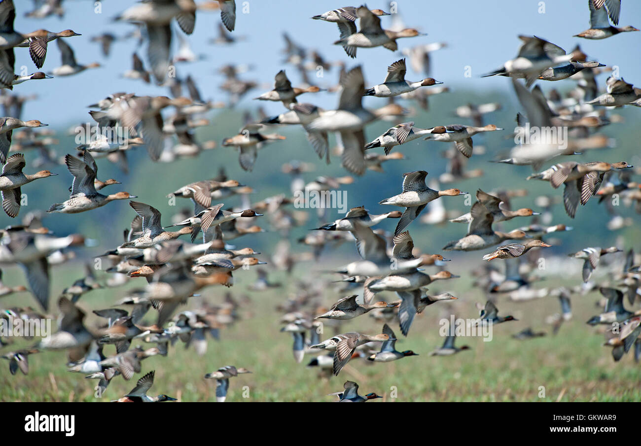 L'immagine del gregge di mescolare le anatre migratorie in Keoladev national park, Bharatpur, India Foto Stock