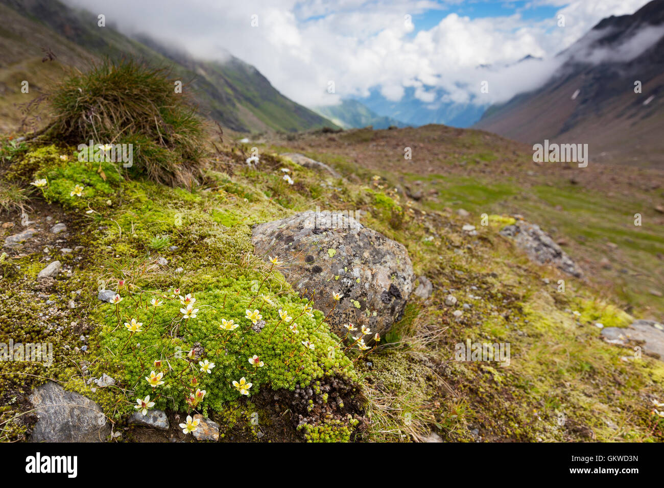 Pianta alpina di Saxifraga. Stubaier Alpen. Stubaital. Alpi dello Stubai. Alpi austriache. Europa. Foto Stock