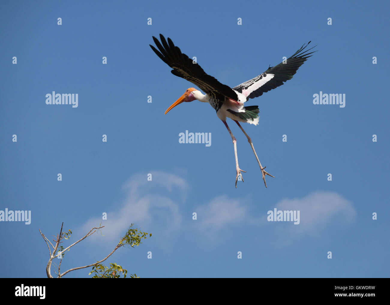 Dipinto di Stork (,Mycteria leucocephala) nell'aria attorno alla terra su albero. Foto Stock