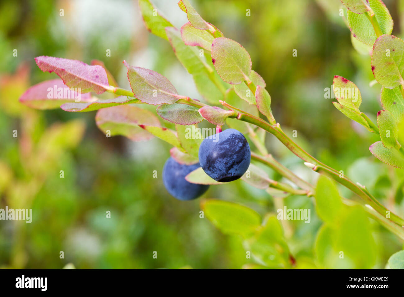 Mature mirtilli (Vaccinium myrtillus) Foto Stock