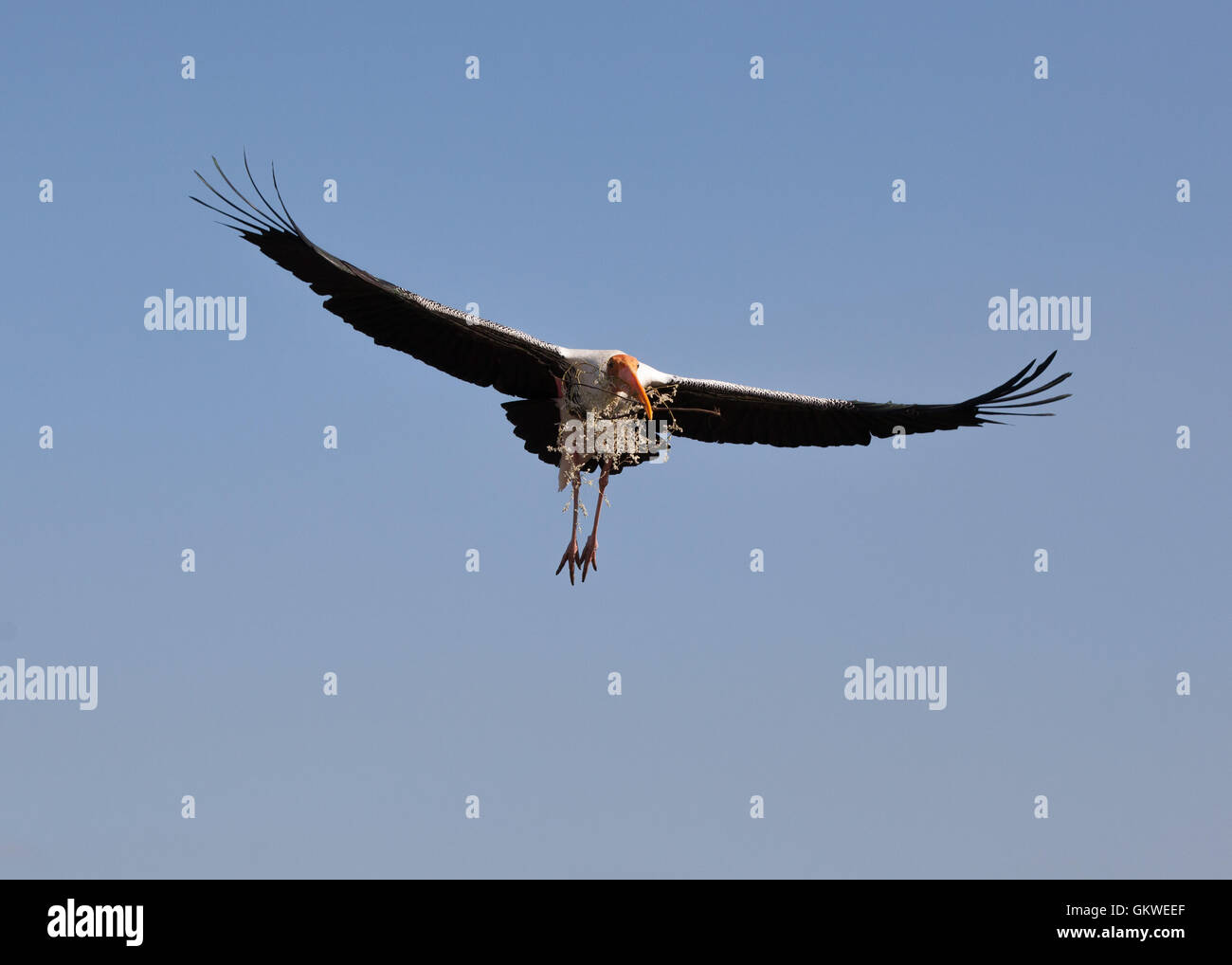 Dipinto di Stork (,Mycteria leucocephala) nell'aria. Foto Stock