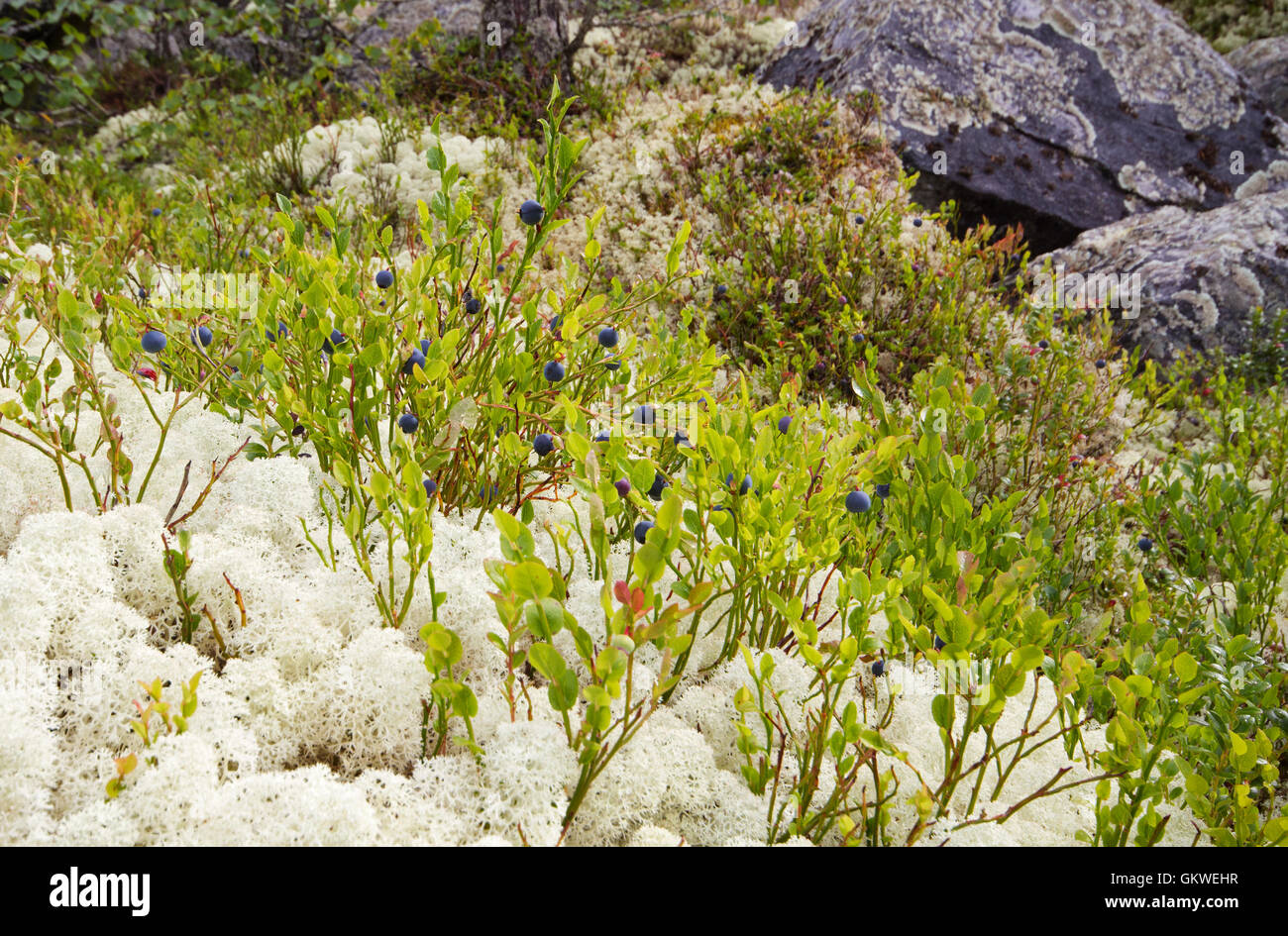 Mature mirtilli (Vaccinium myrtillus) su delle renne (Cladonia rangiferina) Foto Stock