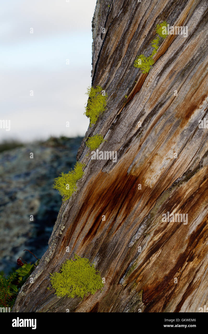 Lupo lichen (Letharia vulpine), un lichene tossici, sul tronco di un albero morto Foto Stock