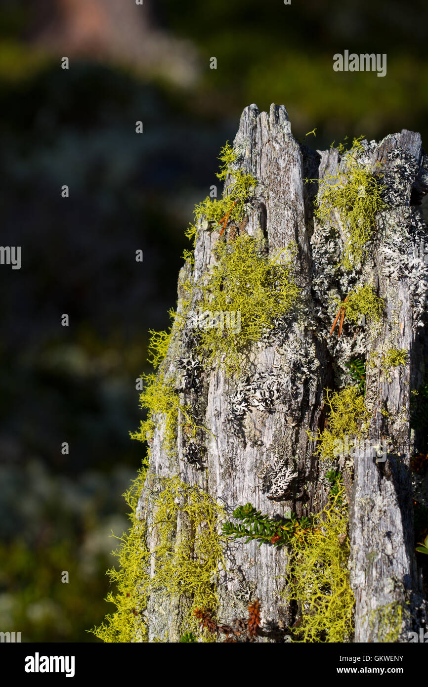 Lupo lichen (Letharia vulpine), un lichene tossici, sul tronco di un albero morto Foto Stock