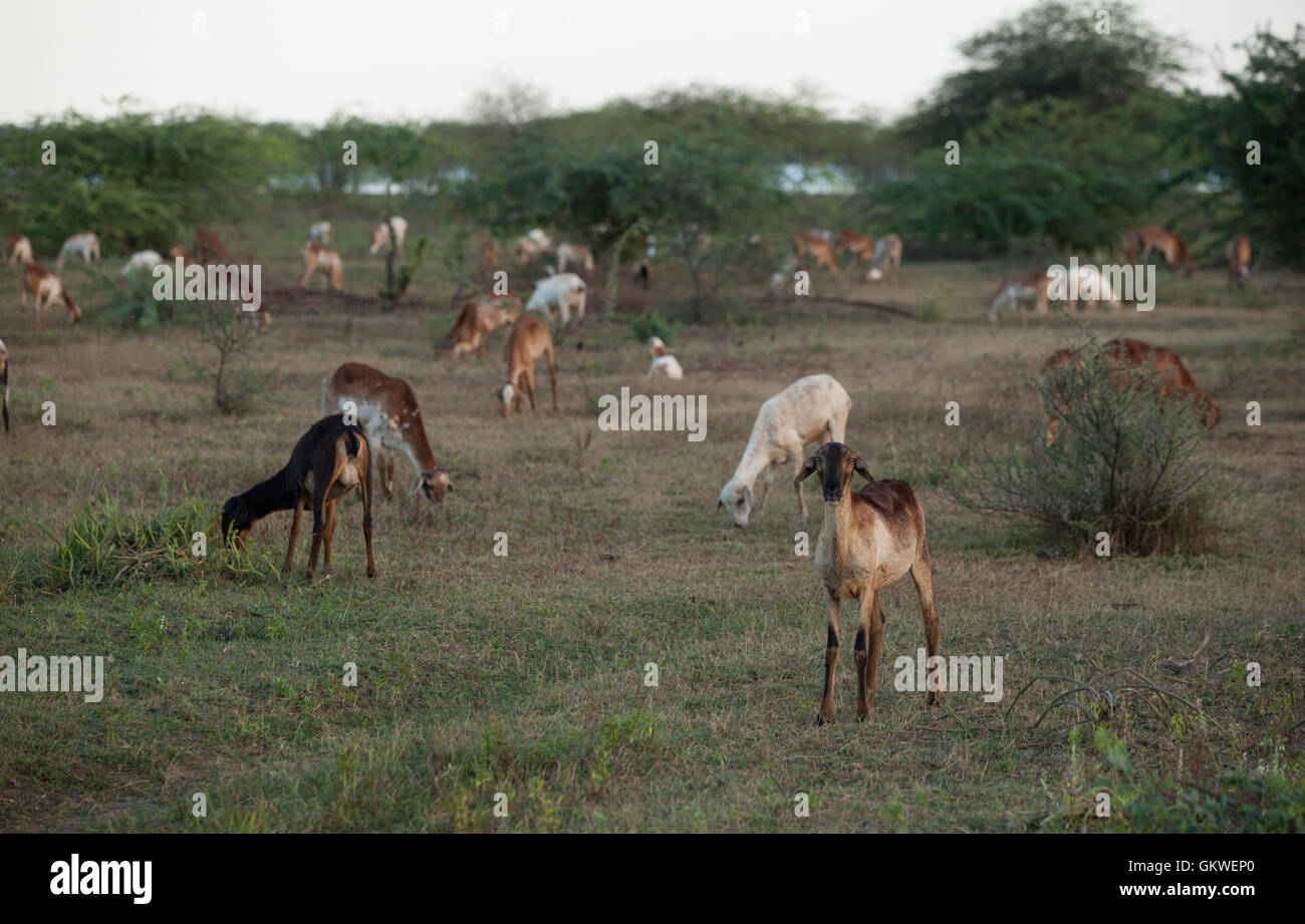 Armento di capra in Koonthankulam Bird Sanctuary,Tamil Nadu, India, viaggi - Koonthankulam Bird Sanctuary - - Koon Foto Stock