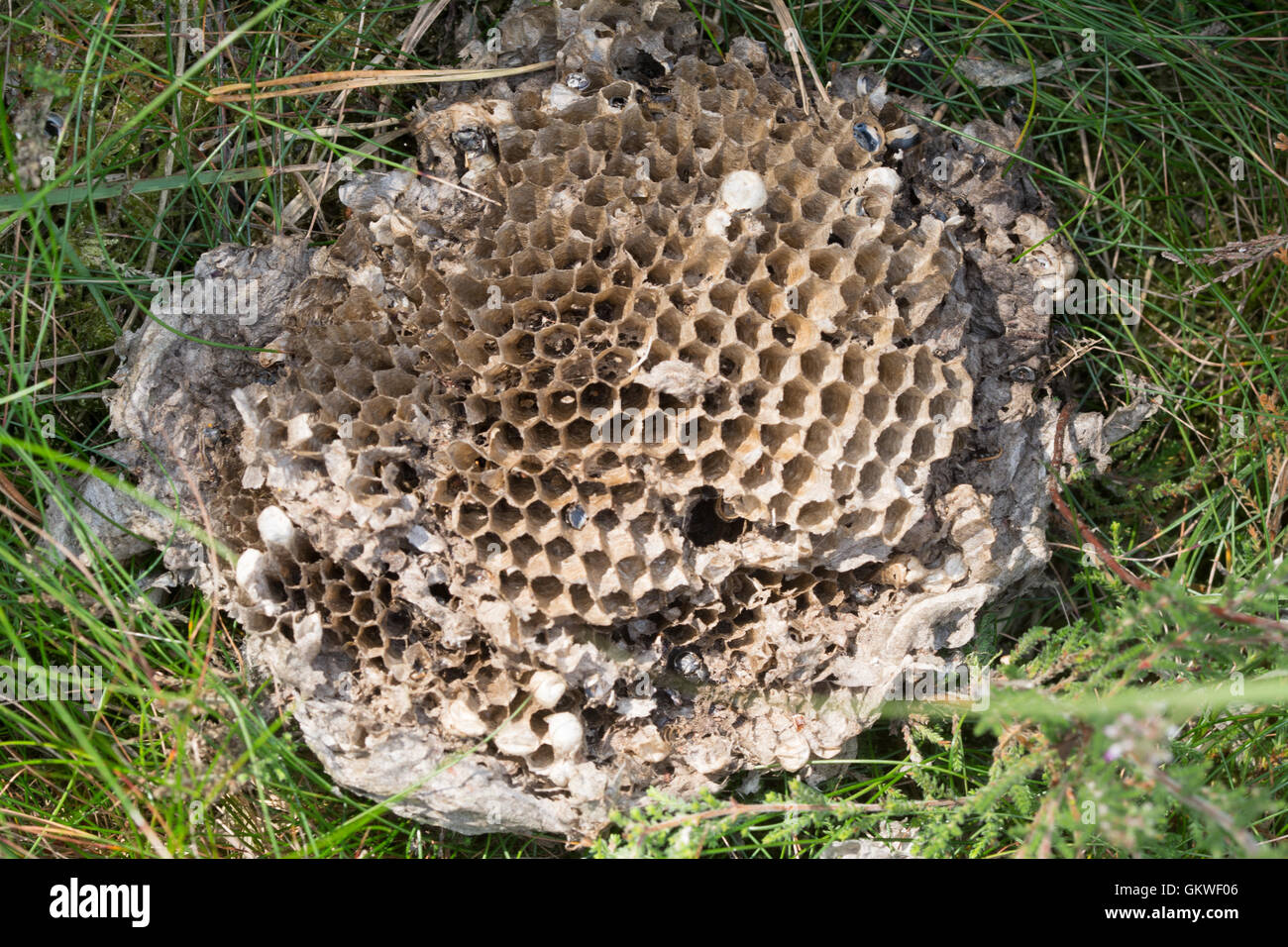 All'interno di comune Wasp Nest (Vespula vulgaris) Foto Stock