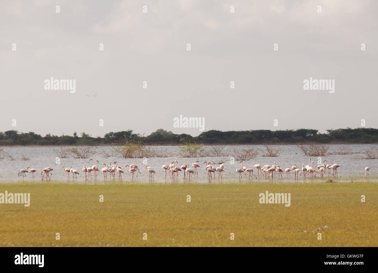 Maggiore fenicotteri (Phoenicopterus roseus), Koonthankulam Bird Sanctuary, Tamil Nadu, India Foto Stock