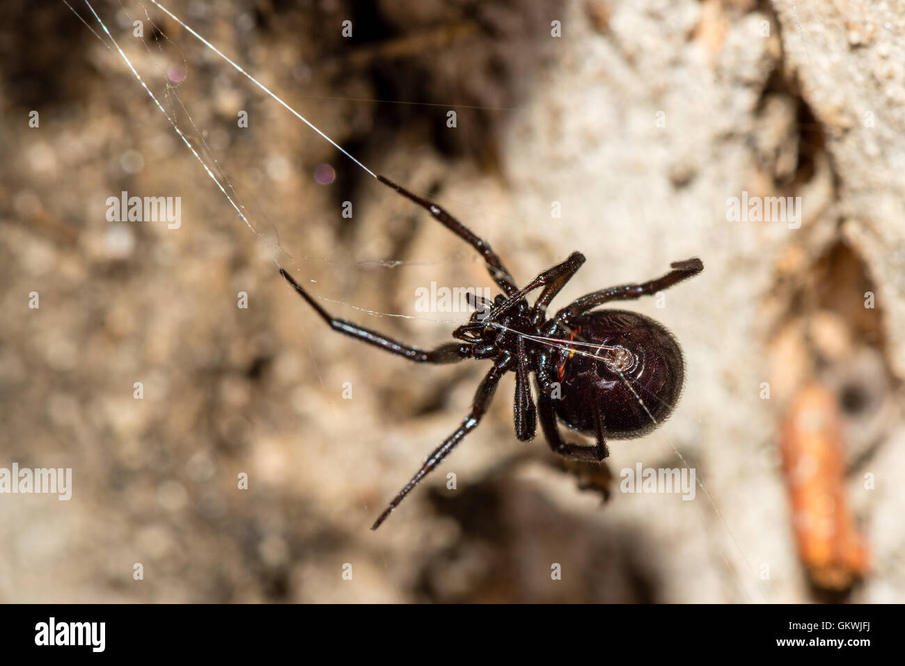 Splendido esempio di una falsa vedova (aka vedova marrone) spider. Questa specie è anche pericoloso per gli esseri umani ma non un pericolo per la vita di un Foto Stock