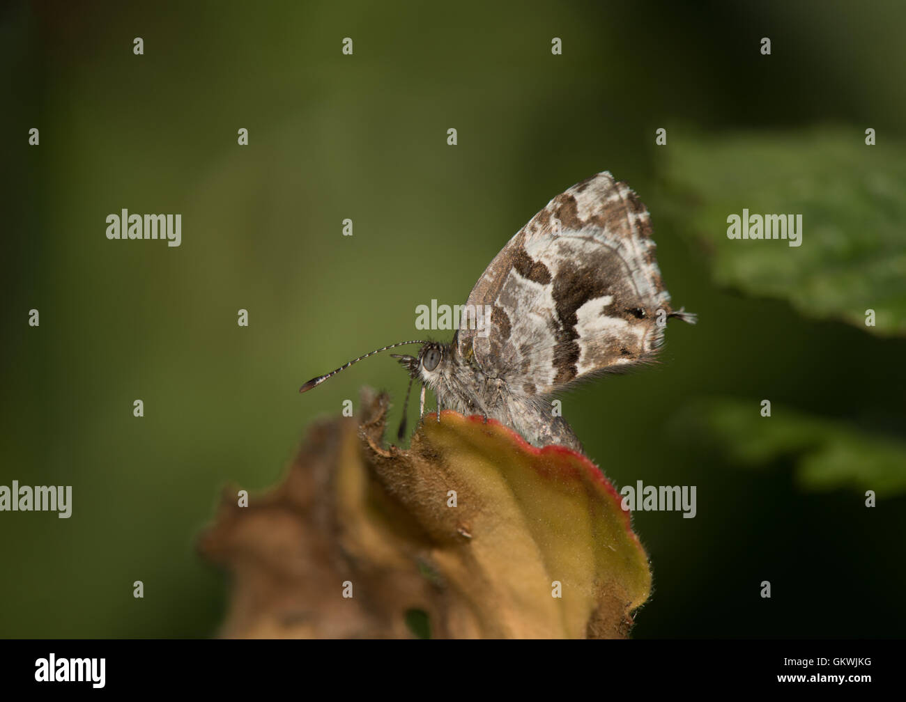 Io non incontrano molte farfalle e questa fiducia in me appena abbastanza a lungo per prendere alcuni scatti... Foto Stock