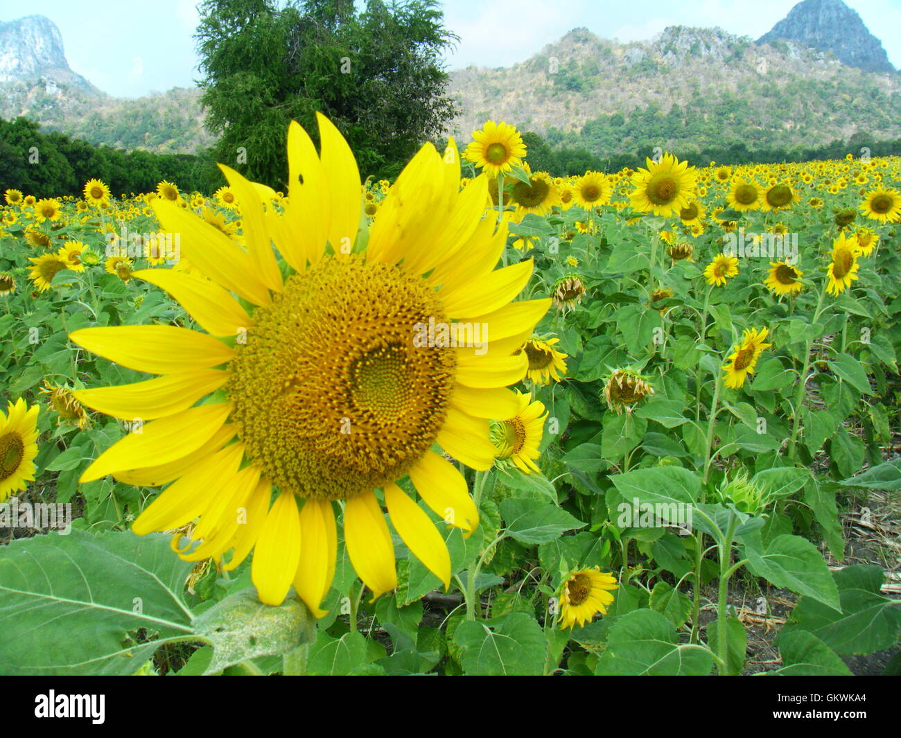 Bright Sun Flower nel campo. Foto Stock