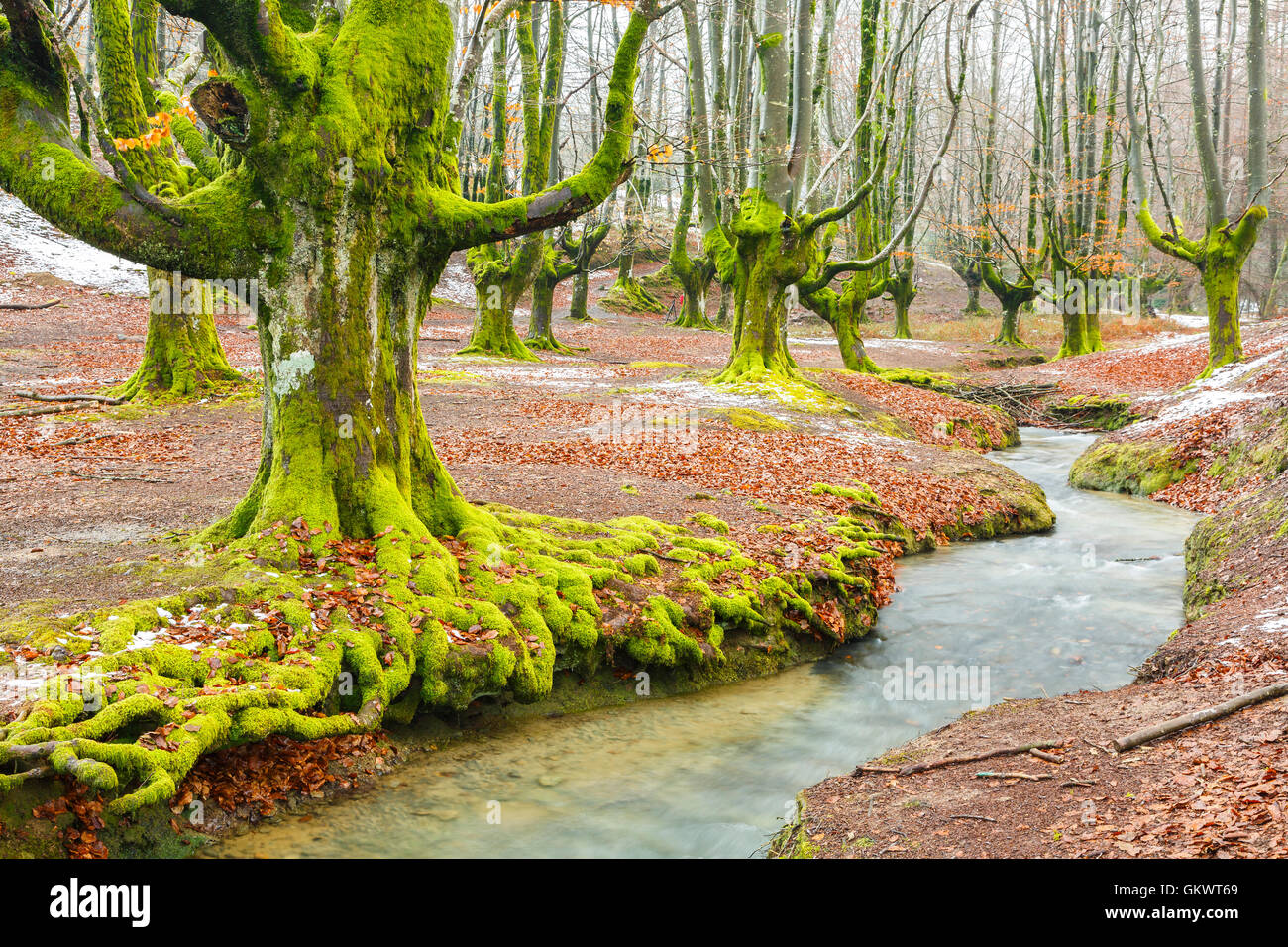 Legno di faggio e rivolo. Otzarreta Gorbeia, parco naturale, Biscaglia, Spagna, Europa. Foto Stock