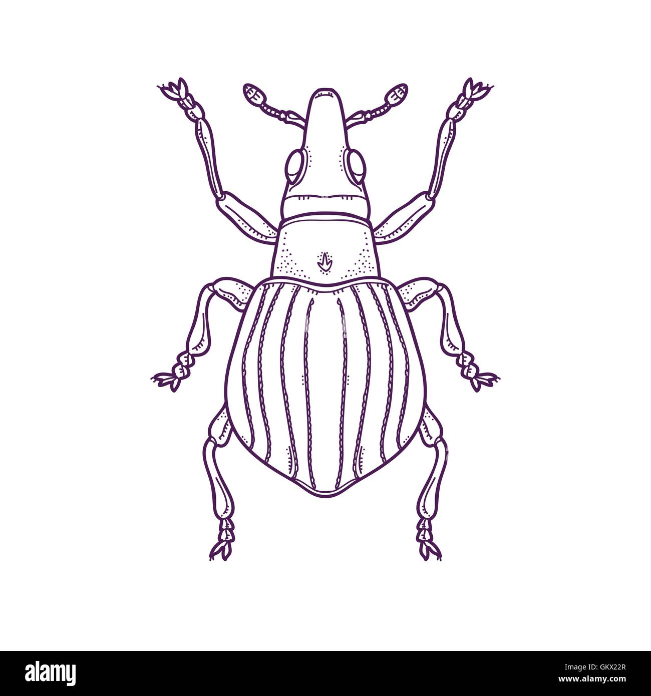 Illustrazione Vettoriale di delineare Beetle Bug insetto disegnati a mano, Apion artemisiae Illustrazione Vettoriale