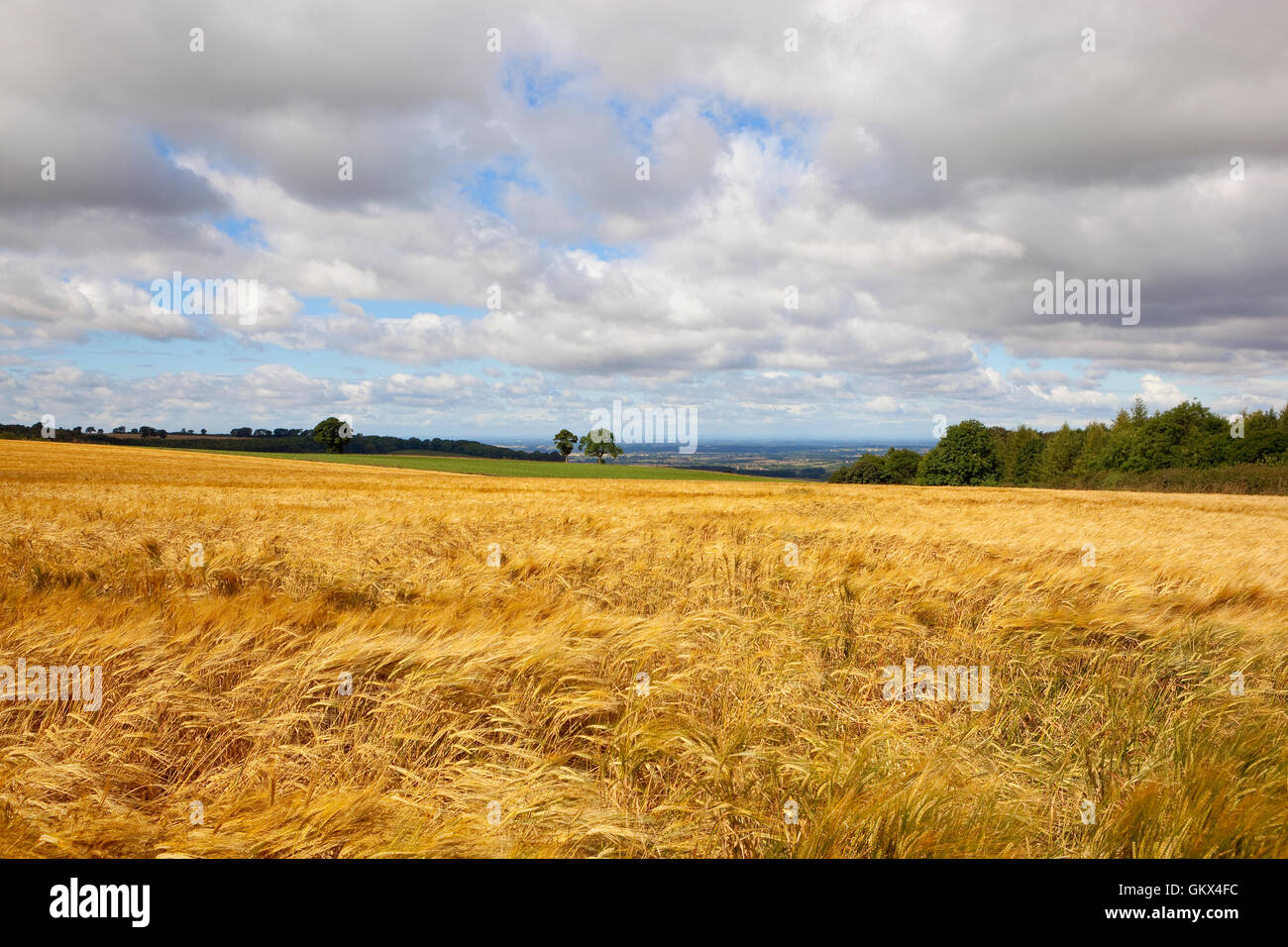 La vista da una golden orzo campo alta sul Yorkshire wolds guardando verso il lontano vale of York in estate. Foto Stock