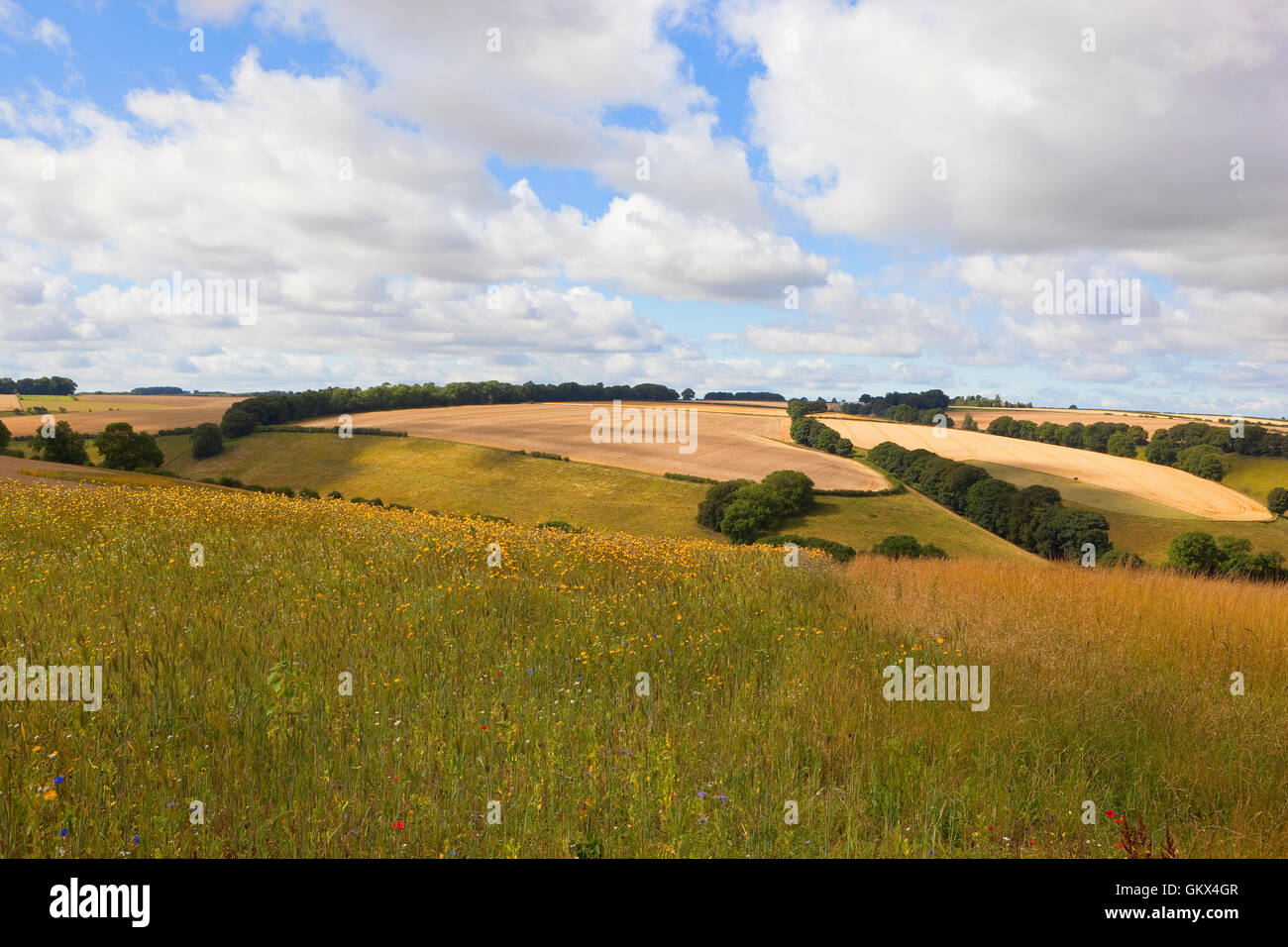 Un colorato conservazione di fiori selvaggi prato in campi di patchwork di Yorkshire wolds in estate. Foto Stock