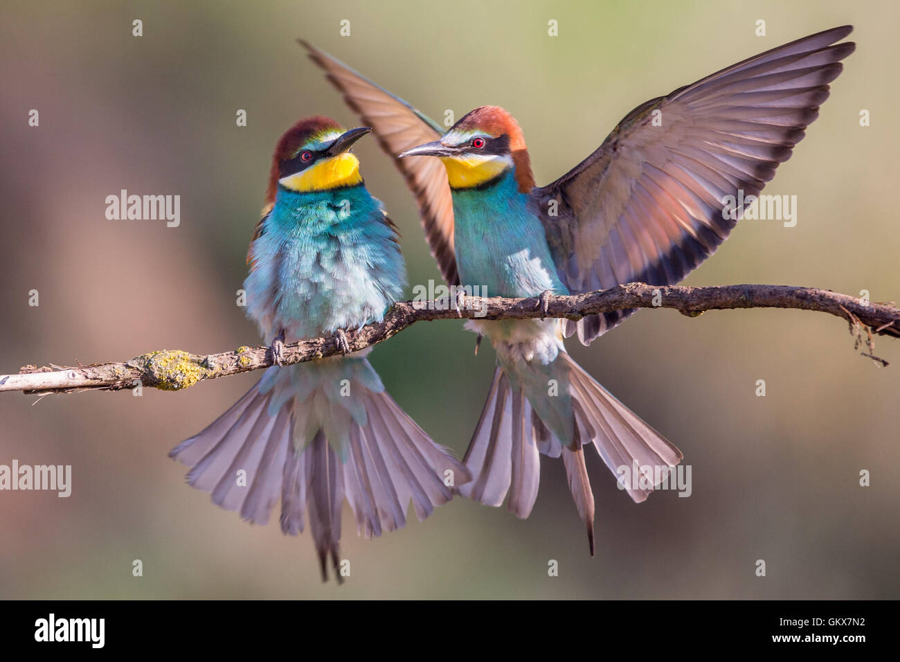 Una coppia di corteggiamento Unione Gruccione (Merops apiaster) Foto Stock