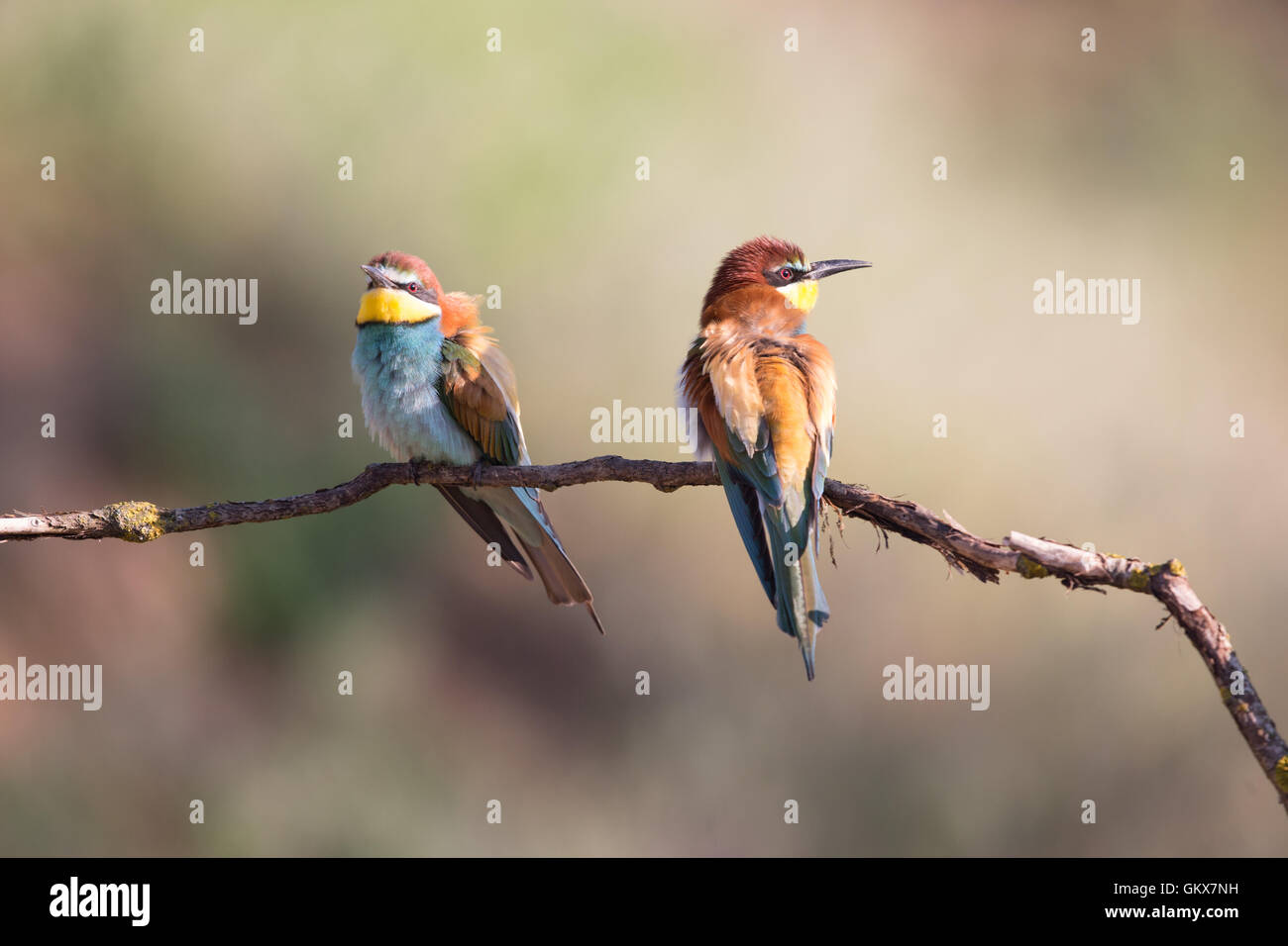 Due comunità i gruccioni (Merops apiaster) appollaiate su un ramo Foto Stock