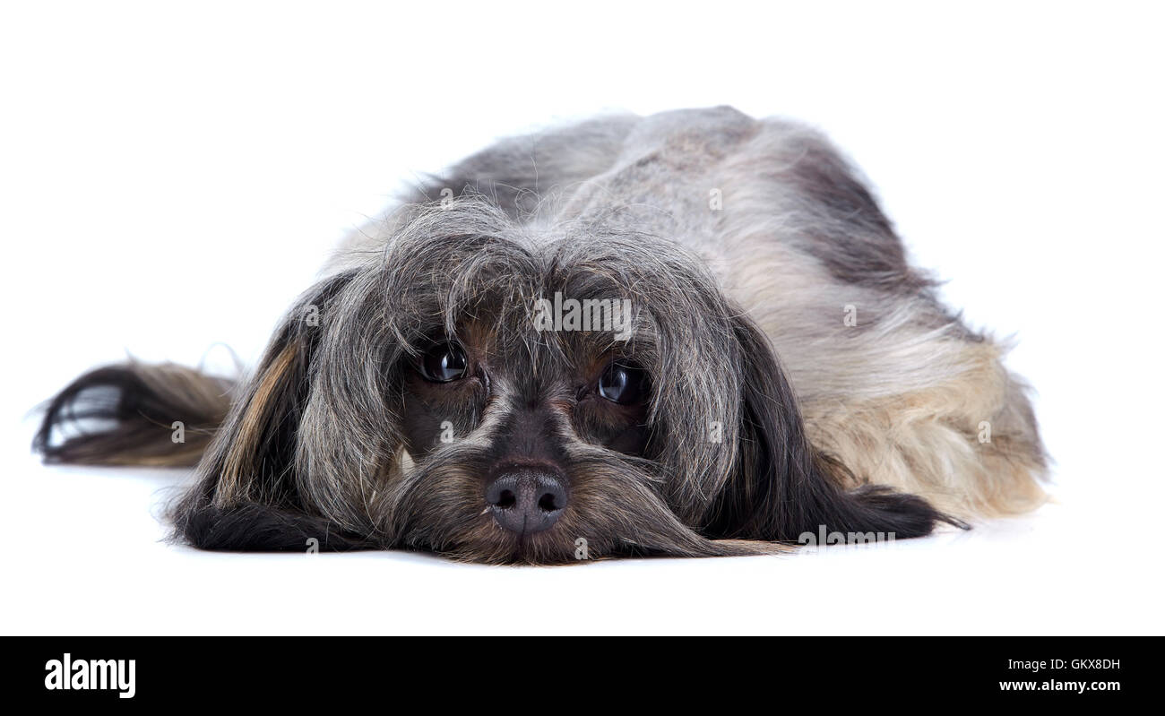 Piccolo decorativo shaggy doggie Foto Stock