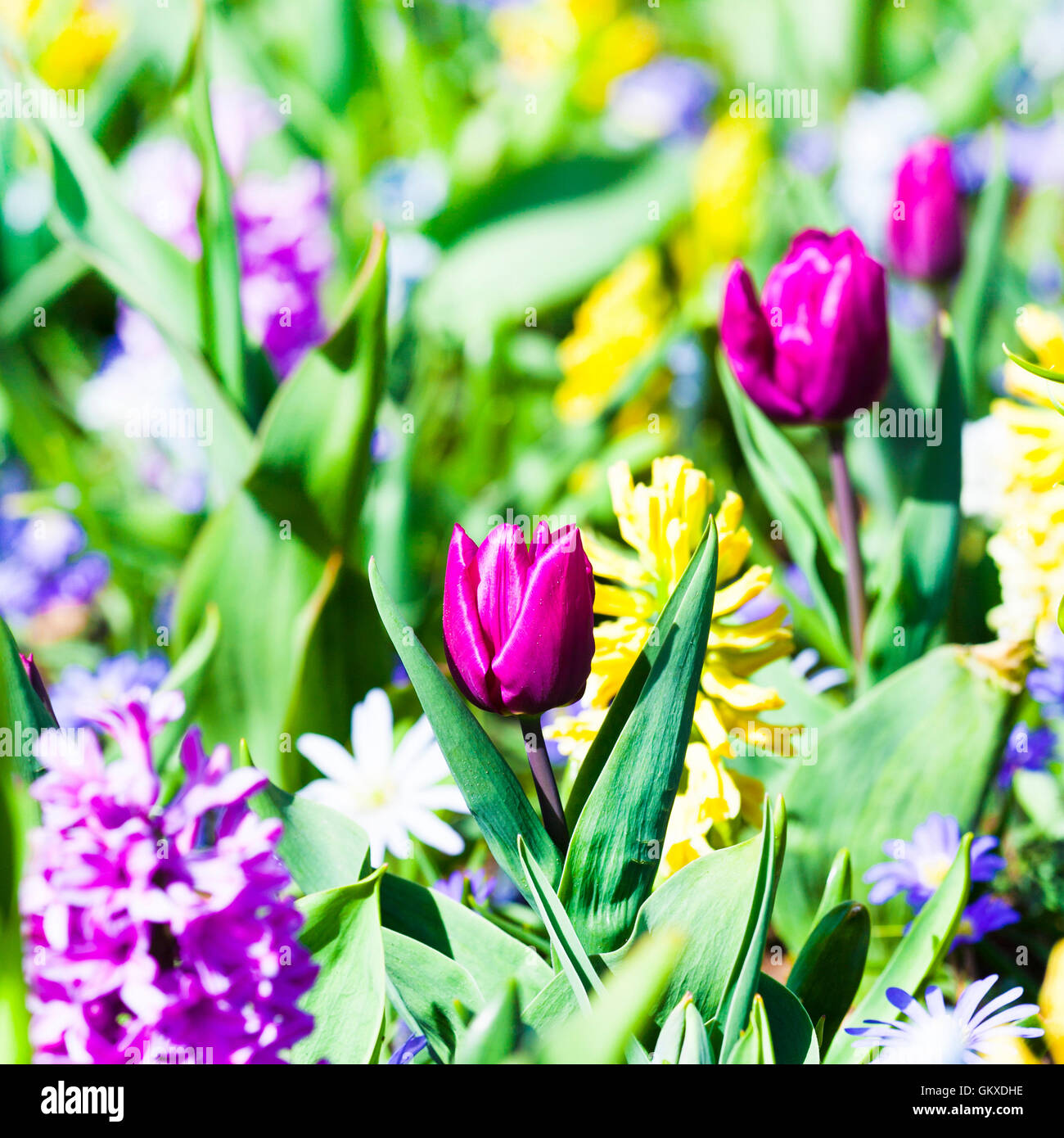 Fioritura di tulipani colorati nel famoso parco fgloral Keukenhof in Olanda Foto Stock