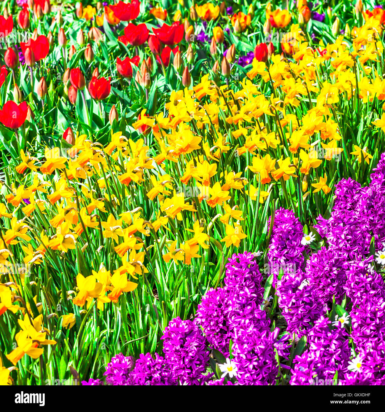 Fioritura di tulipani colorati nel famoso parco fgloral Keukenhof in Olanda Foto Stock