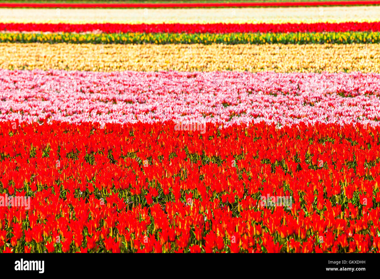 Colorato enormi campi di tulipani in fiore in Olanda Foto Stock