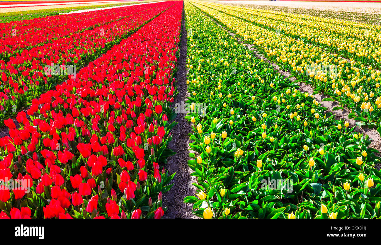 Colorato enormi campi di tulipani in fiore in Olanda Foto Stock