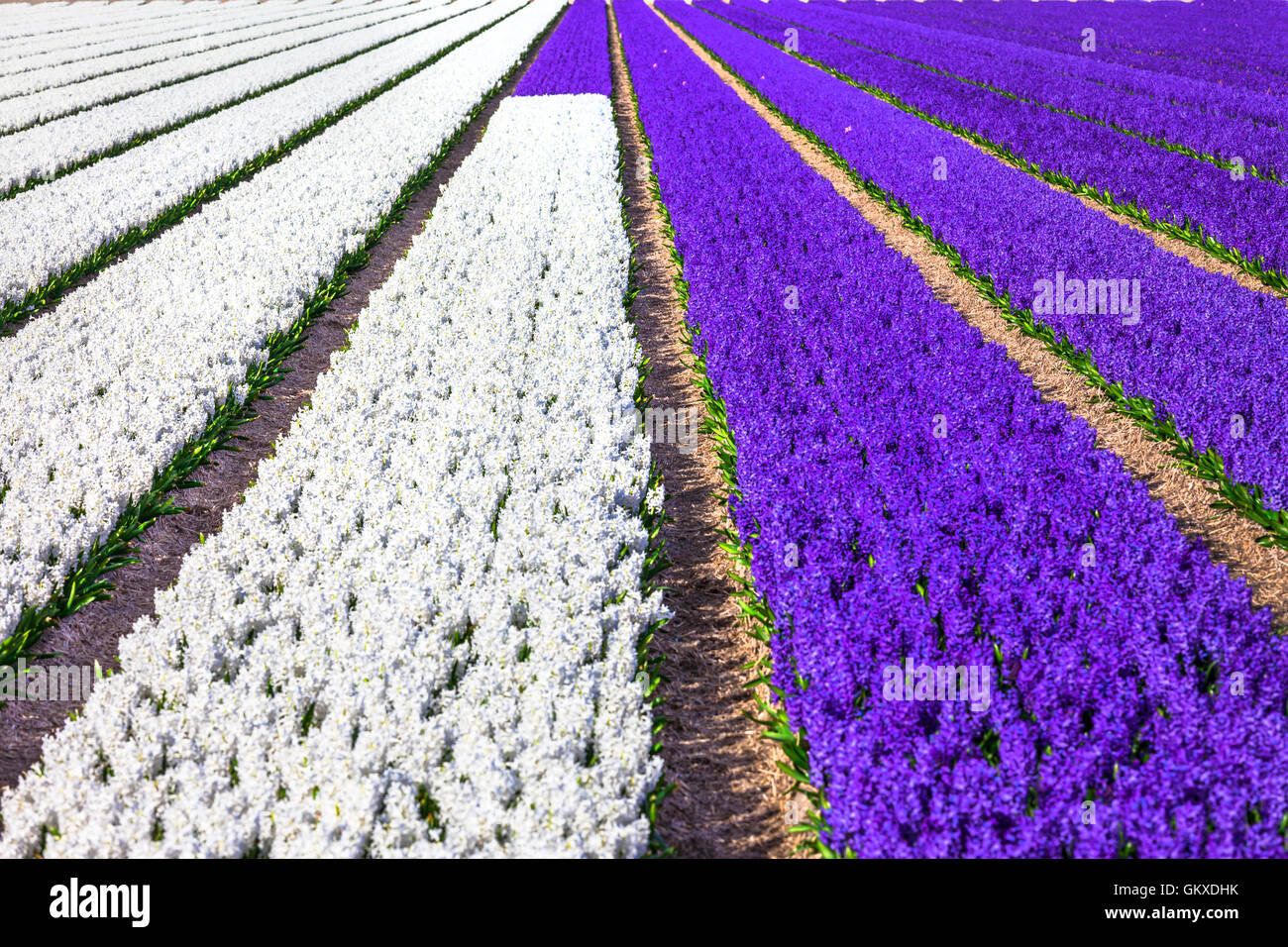 Colorato enormi campi di tulipani in fiore in Olanda Foto Stock