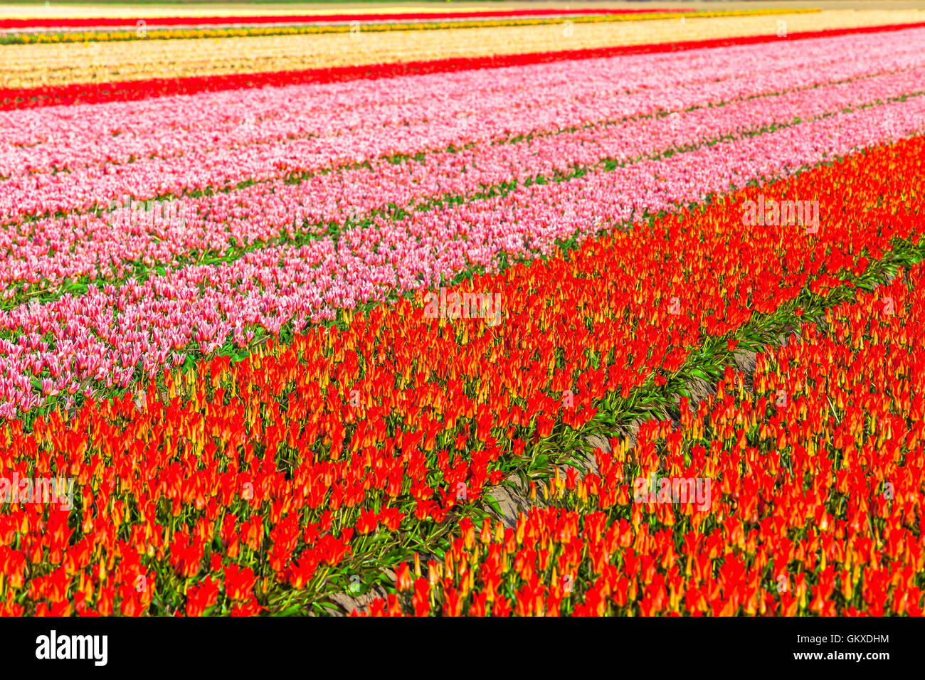 Colorato enormi campi di tulipani in fiore in Olanda Foto Stock