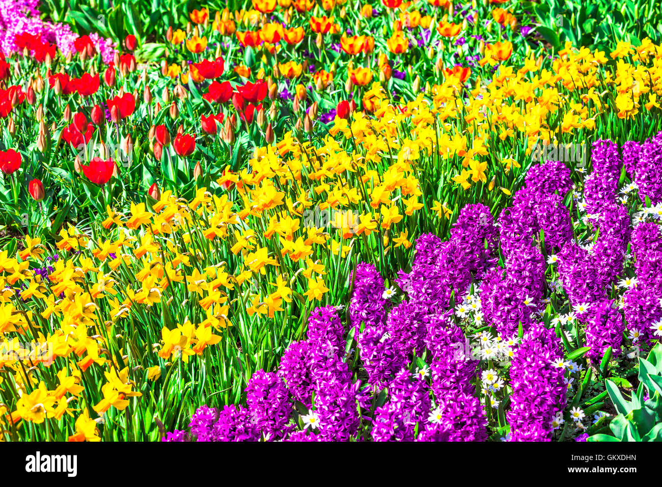 Bellissimo parco Keukenhof in Lisse, Olanda. In fiore fiori della lampadina Foto Stock