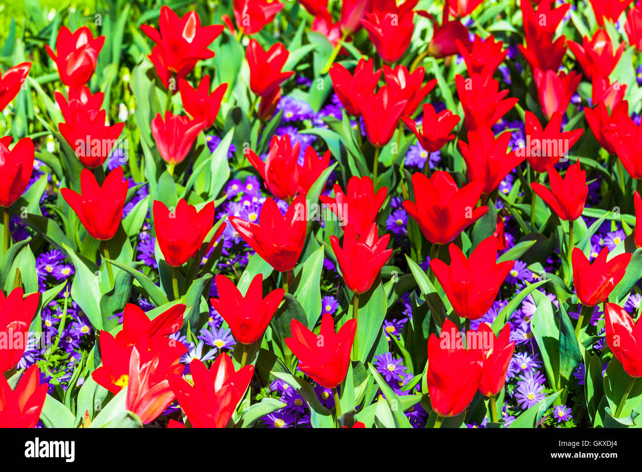 Bellissimo parco Keukenhof in Lisse, Olanda. Fioritura di tulipani rossi Foto Stock