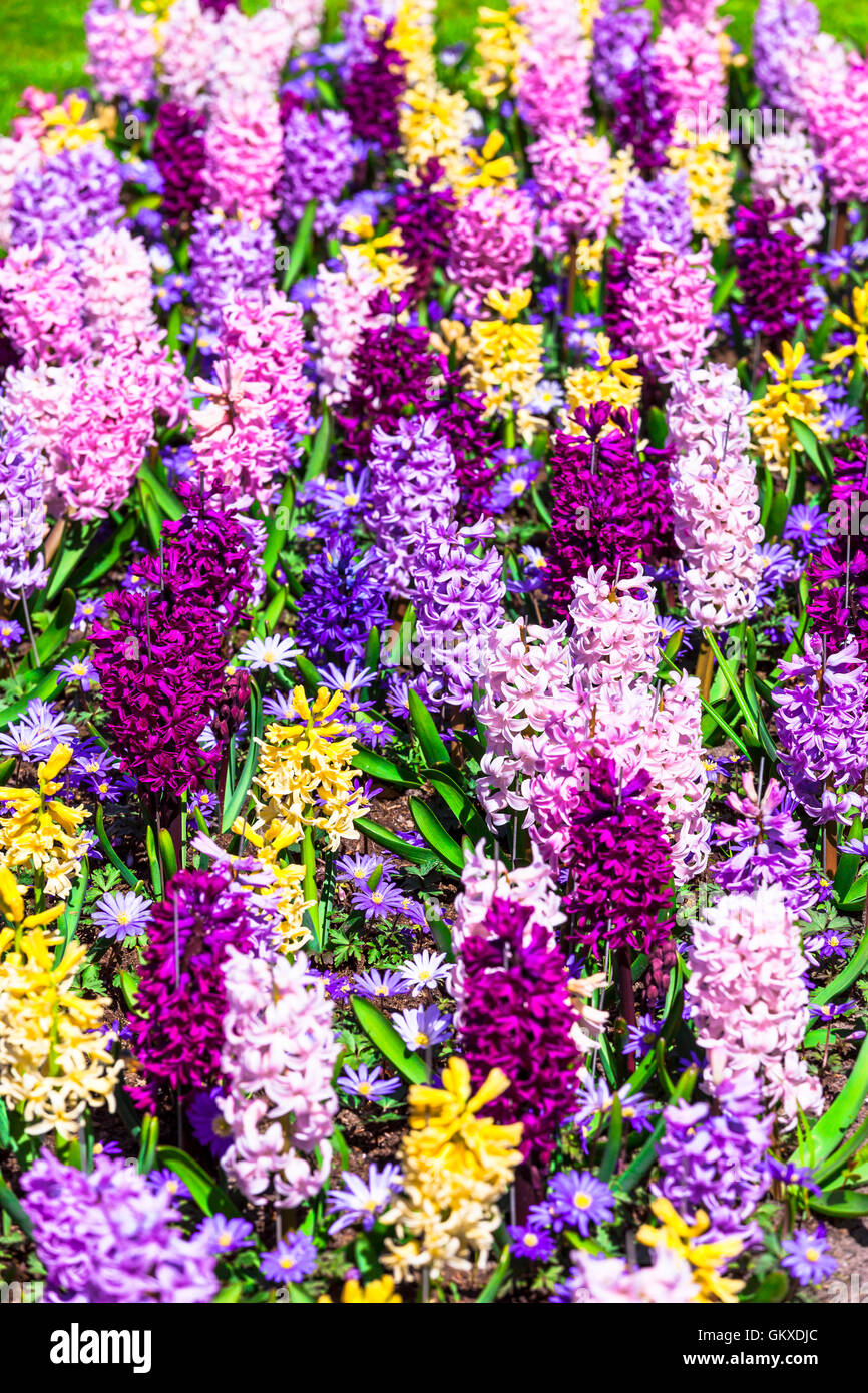 Bellissimo giardino con fioriture hyacinthus nel parco Keukenhof, Olanda Foto Stock