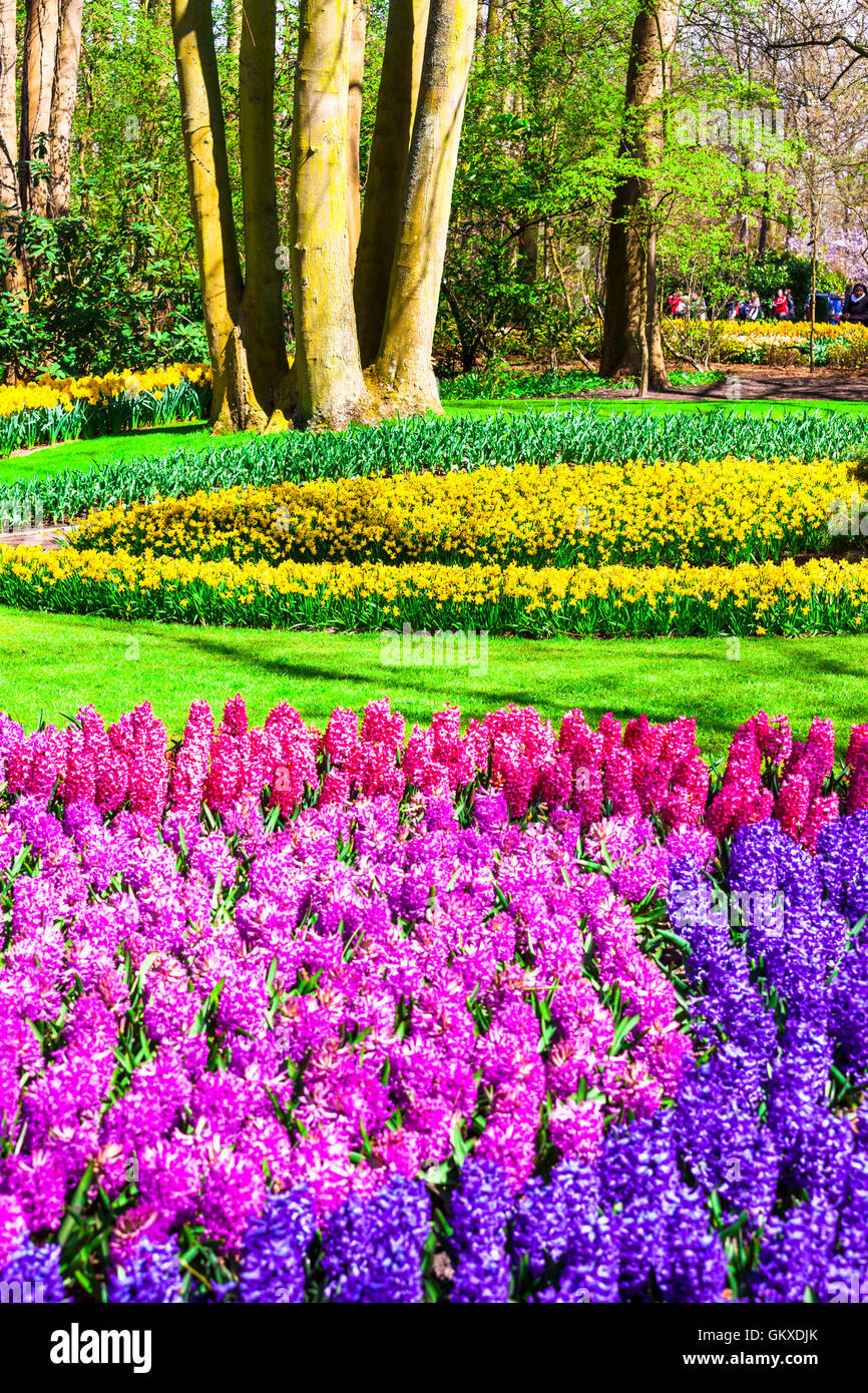 Bella famoso Keukenhof parco floreale in Olanda Foto Stock