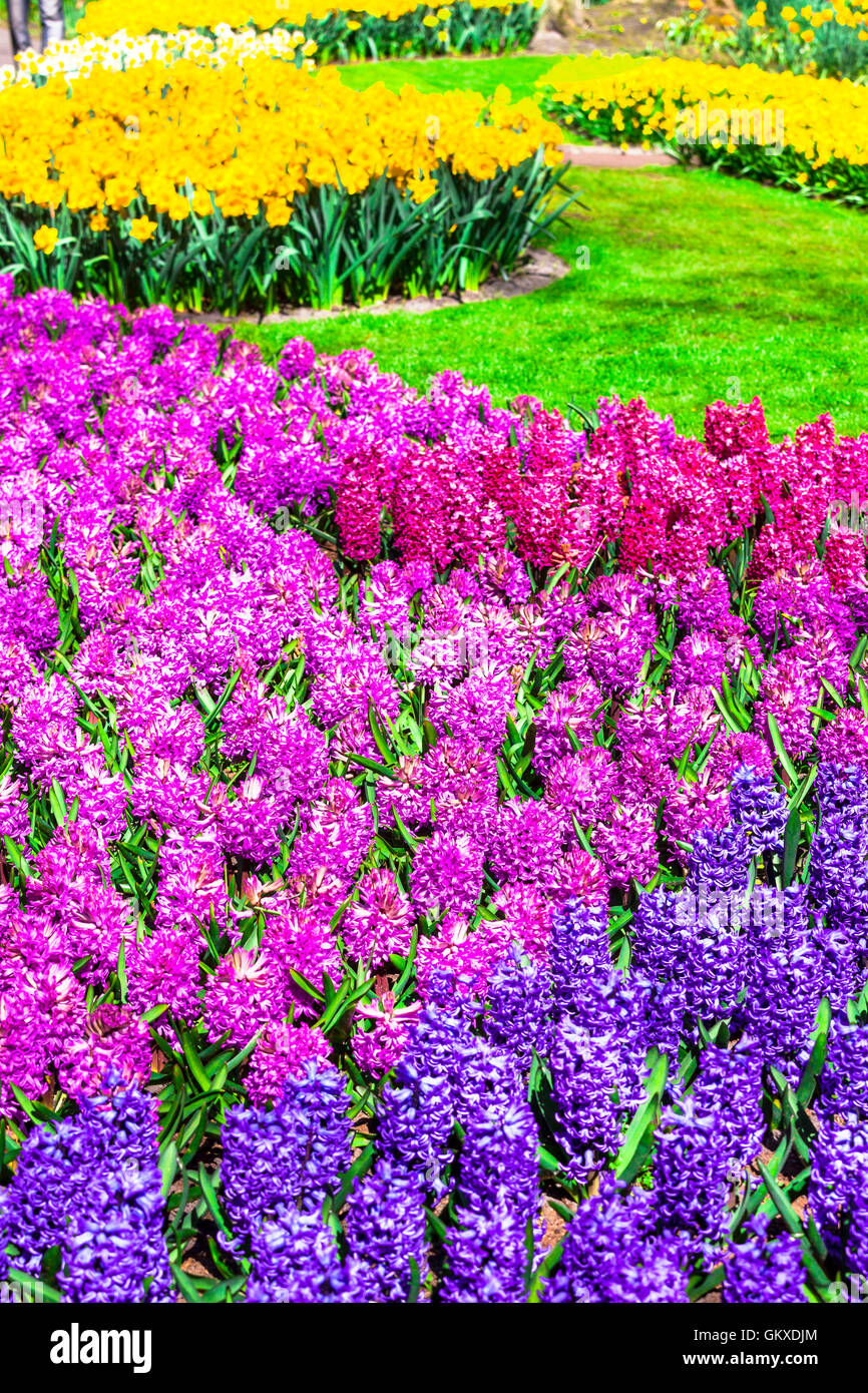 Blooming hyacinthus nel parco Keukenhof, Olanda Foto Stock