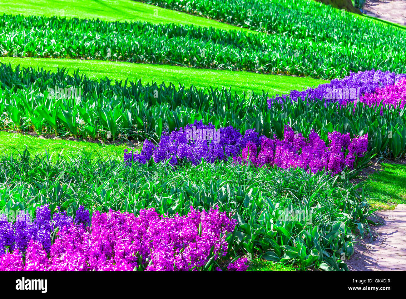 Fioritura di tulipani colorati nel famoso parco fgloral Keukenhof in Olanda Foto Stock