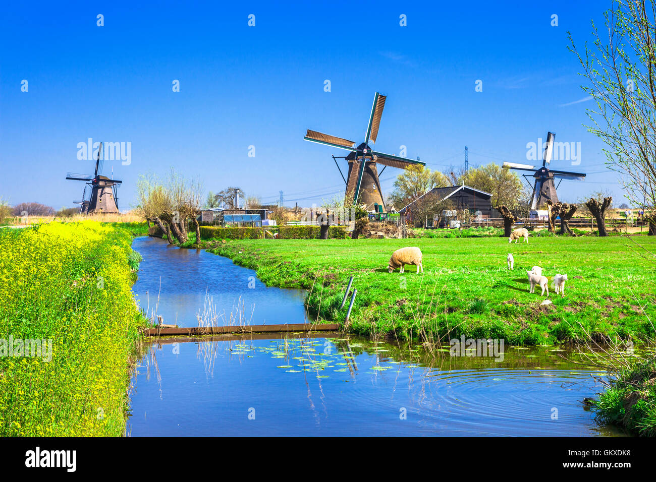 Holland tradizionale campagna - mulini a vento e pascoli Foto Stock