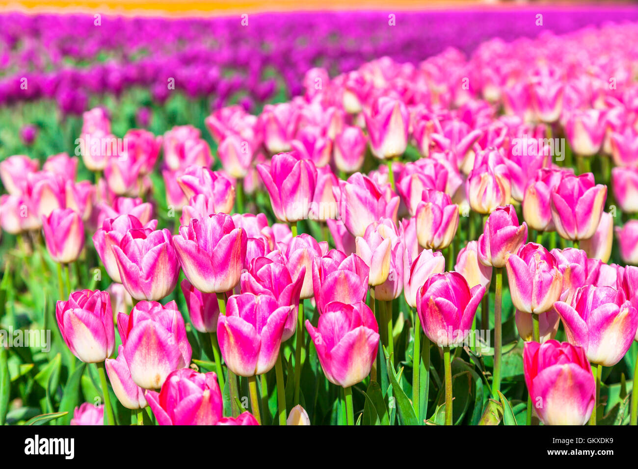 Rosa tulipani in fiore in Holland Campagna Foto Stock