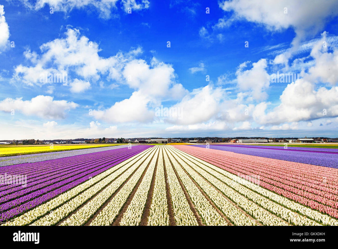 Bella vasti campi di fioritura Hyacinthus Foto Stock
