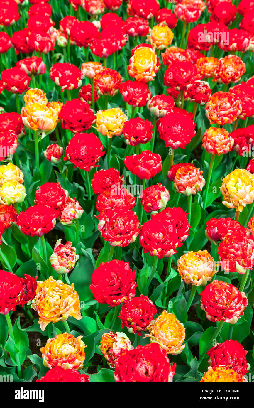 Fioritura di tulipani colorati nel famoso parco fgloral Keukenhof in Olanda Foto Stock