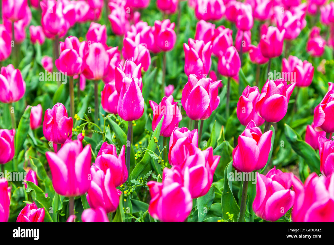 Fioritura di tulipani colorati nel famoso parco fgloral Keukenhof in Olanda Foto Stock