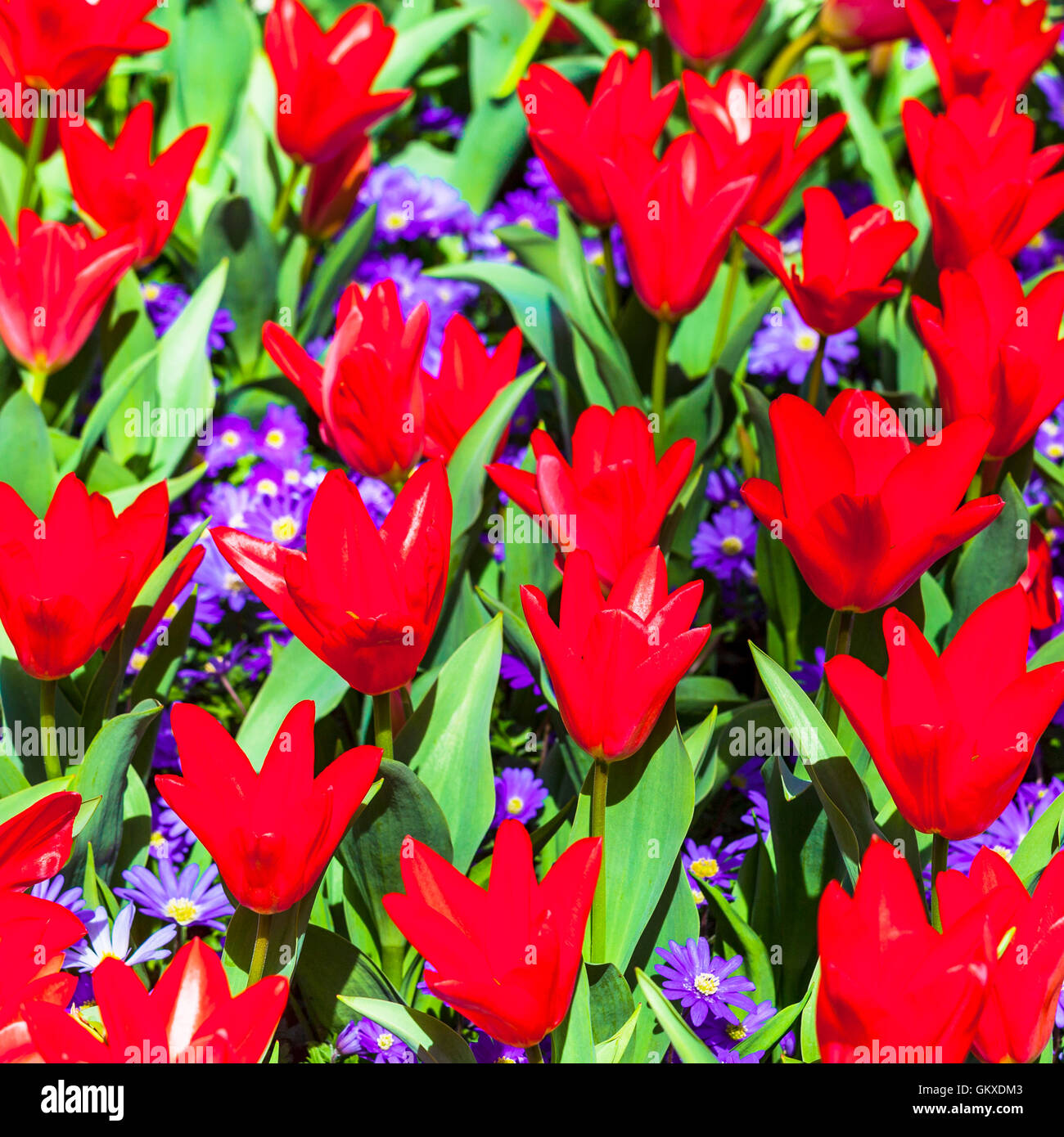 Fioritura di tulipani colorati nel famoso parco fgloral Keukenhof in Olanda Foto Stock