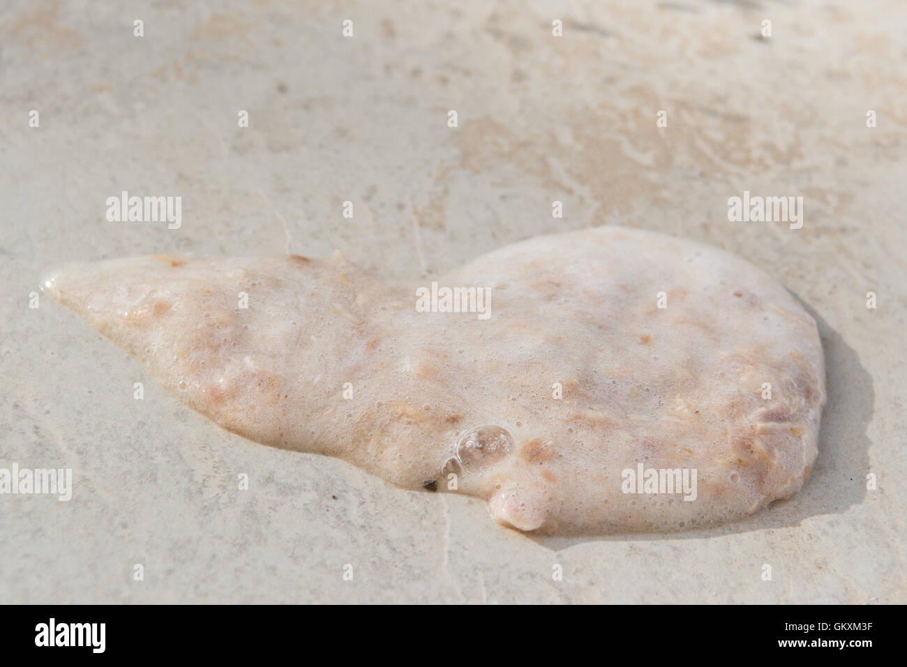 Gatto Malato vomita sulla pietra liscia Foto Stock