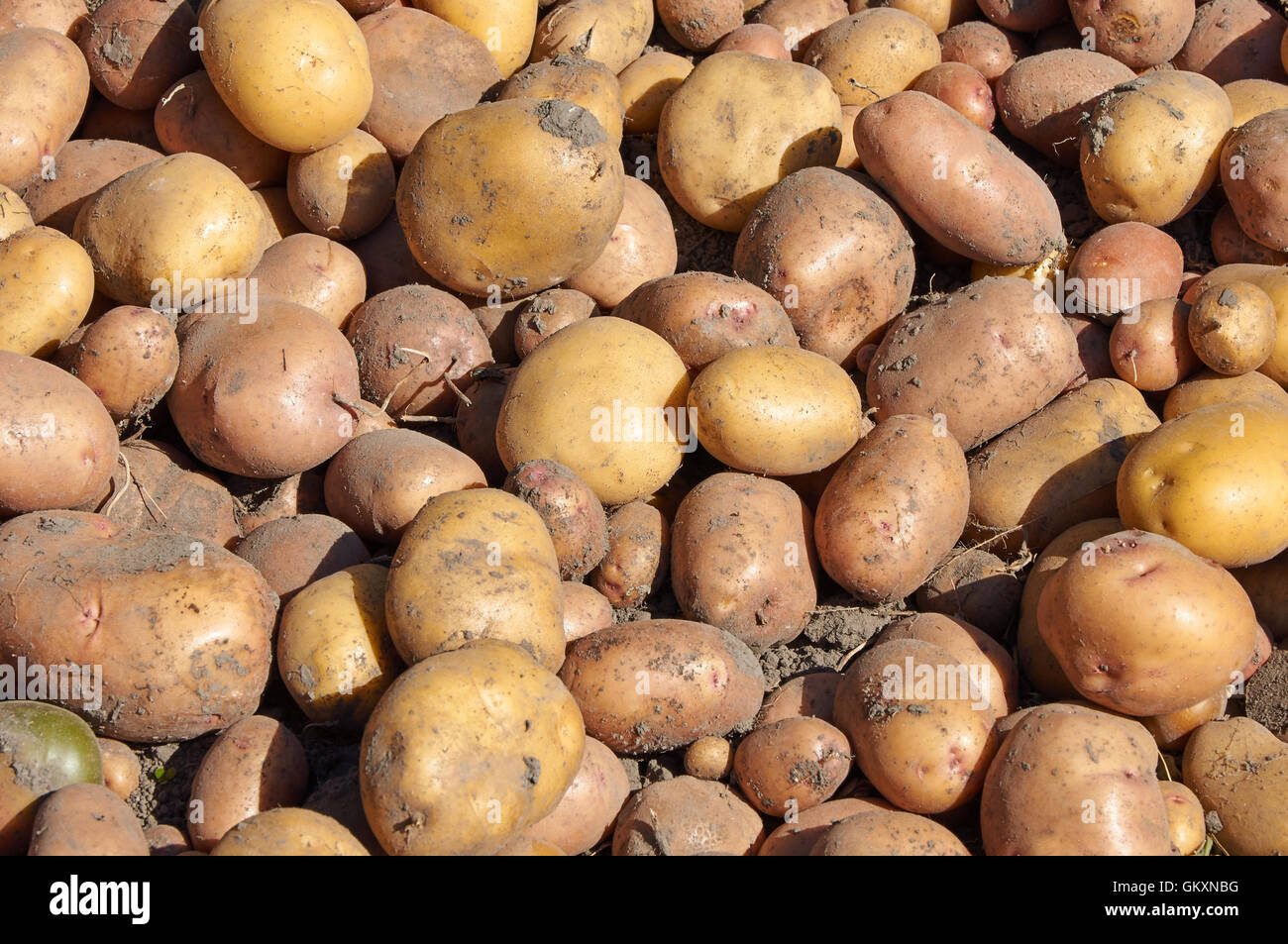 Cumulo di essiccazione di patate sul terreno Foto Stock