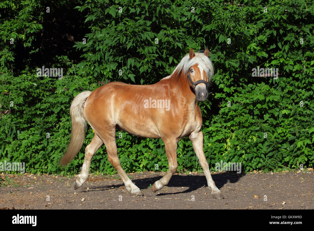 Haflinger, sorrel pony, ritratto contro estate cespugli verdi Foto Stock