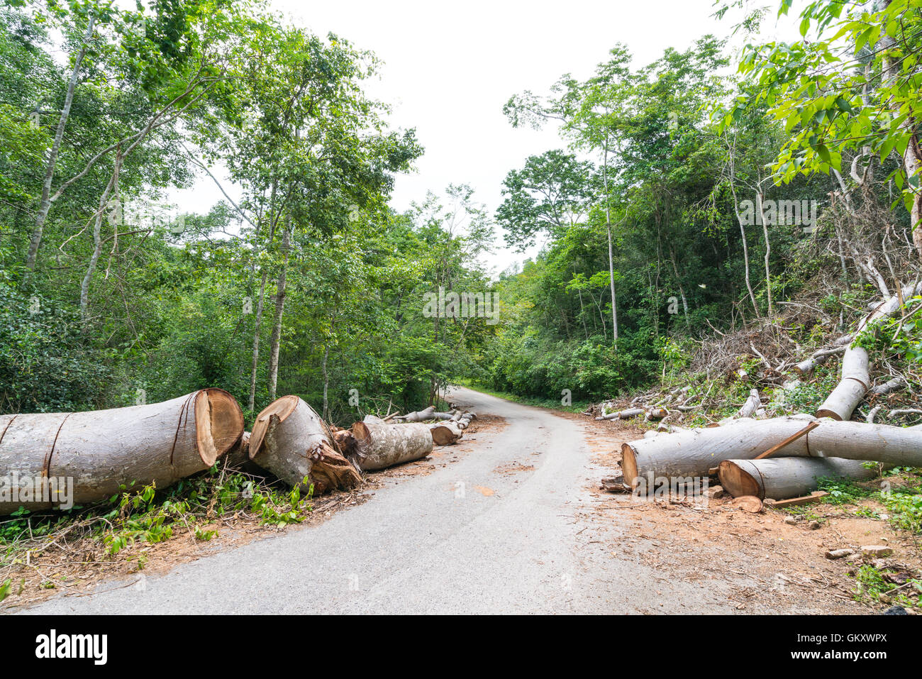 La caduta di alberi tagliati a percorso chiaro per la strada attraverso la foresta pluviale tropicale Foto Stock