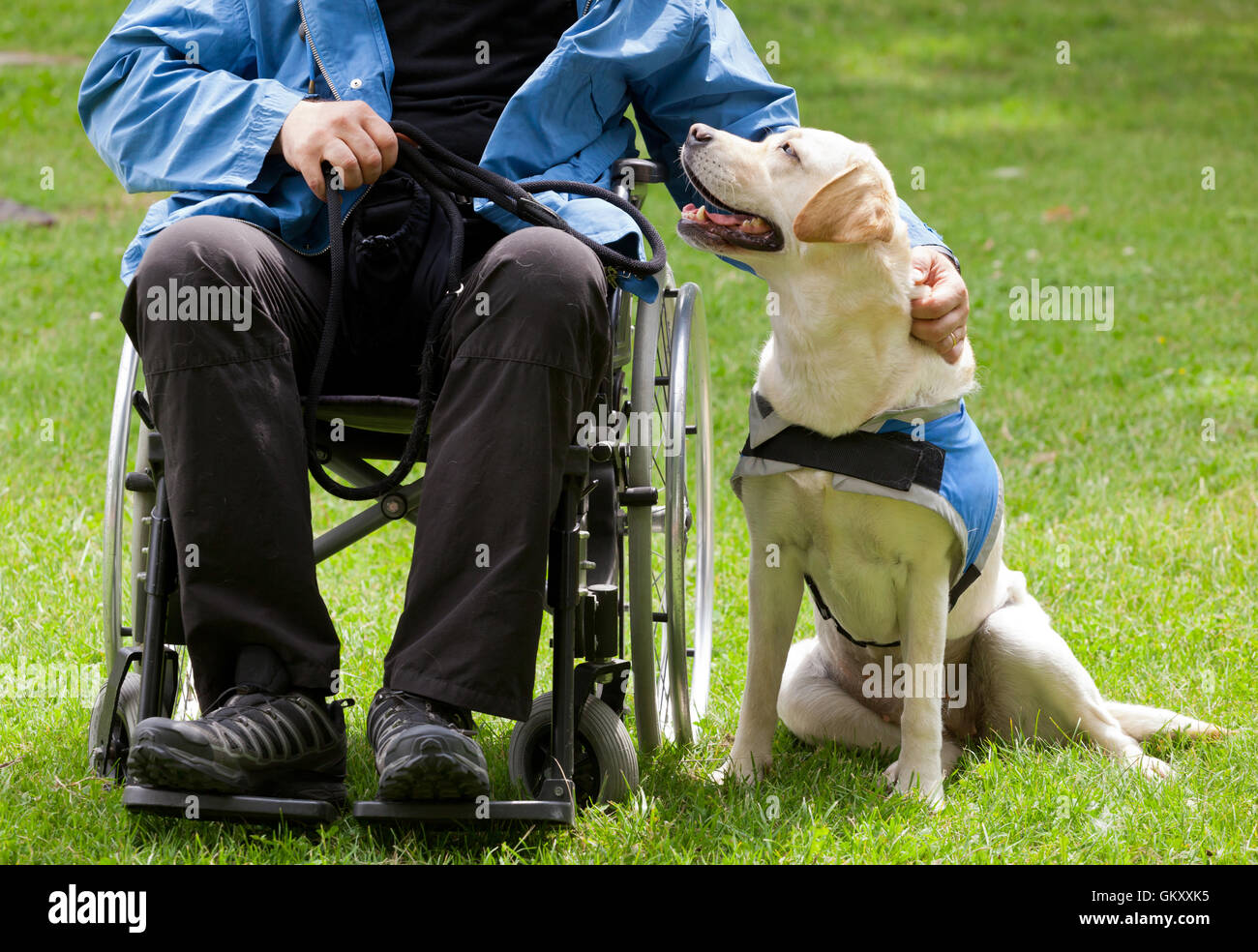 Il Labrador cane guida e il suo proprietario disabili su erba verde. Foto Stock