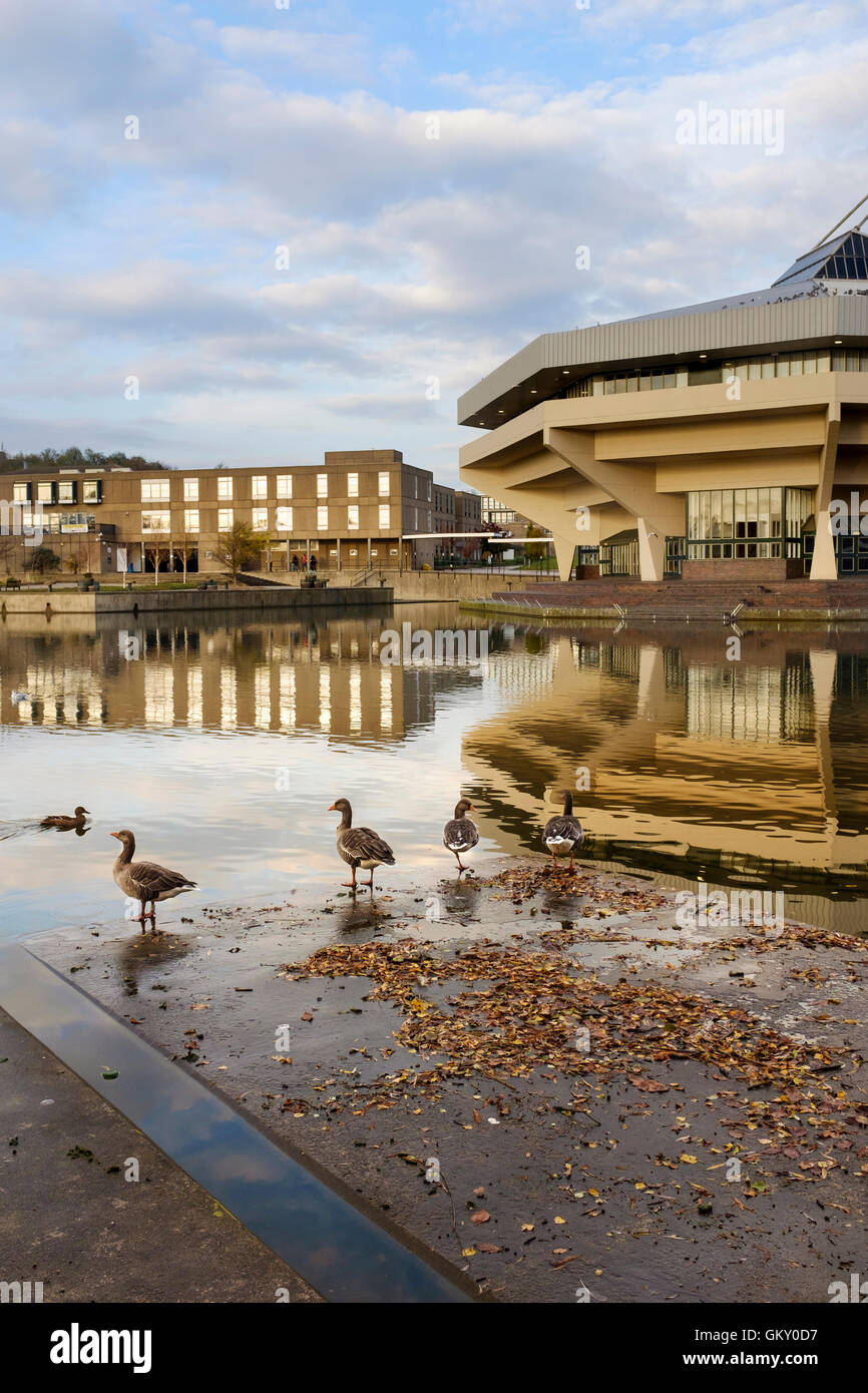 Le oche sul lago di fronte al Central Hall & Vanbrugh College in rassegna, l'Università di York, Inghilterra Foto Stock